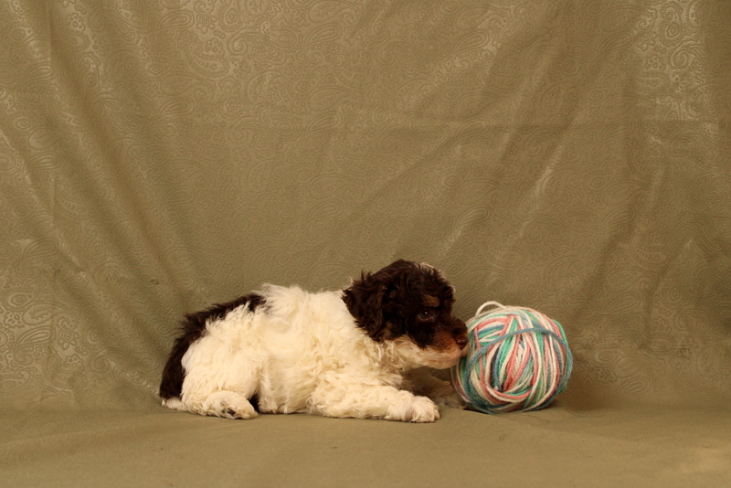 puppy, for, sale, Toy Poodle, Matthew B. Stoltzfus, dog, breeder, Gap, PA, dog-breeder, puppy-for-sale, forsale, nearby, find, puppyfind, locator, puppylocator, aca